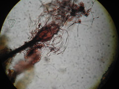 Comatricha reticulospora