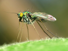 Condylostylus comatus