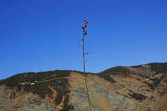 Streptanthus morrisonii morrisonii