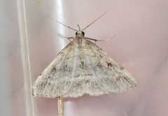 Tetanolita palligera