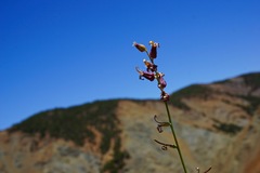 Streptanthus morrisonii morrisonii