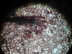 Comatricha reticulospora