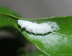 Phenacoccus peruvianus