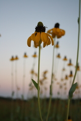 Rudbeckia maxima