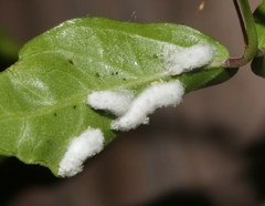 Phenacoccus peruvianus