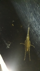 Orthoptera