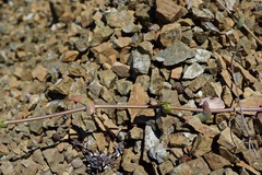 Streptanthus morrisonii morrisonii