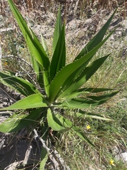 Furcraea andina