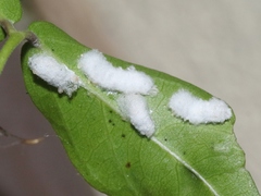 Phenacoccus peruvianus