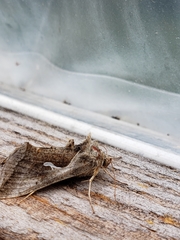 Autographa ampla