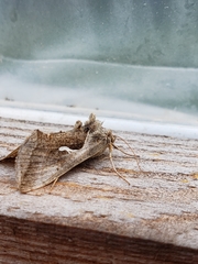 Autographa ampla