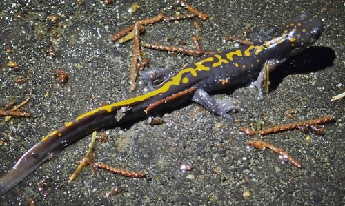 Long-toed Salamander
