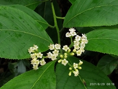 Ehretia dicksonii