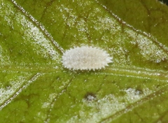 Phenacoccus peruvianus