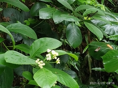 Ehretia dicksonii