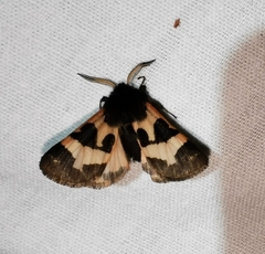 Watsonarctia deserta