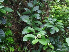Ehretia dicksonii