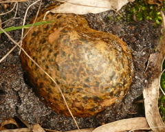 Pisolithus marmoratus