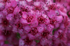 Spiraea dasyantha