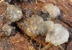 Tremella globispora