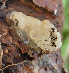 Tremella globispora