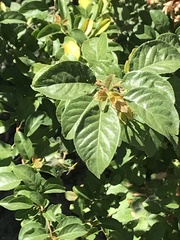 Lonicera involucrata