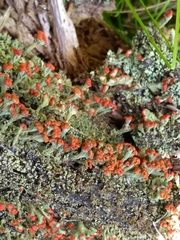 Cladonia incrassata