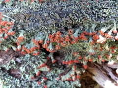 Cladonia incrassata