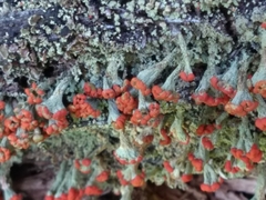 Cladonia incrassata