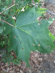 Acer rubrum