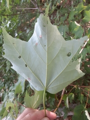 Acer rubrum