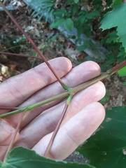 Acer rubrum