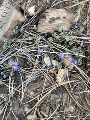 Penstemon caespitosus desertipicti