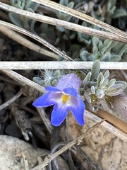 Penstemon caespitosus desertipicti