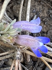 Penstemon caespitosus desertipicti