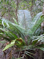 Lepidozamia hopei