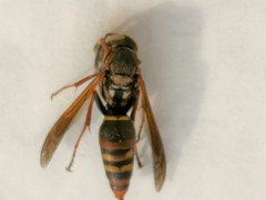 Hymenoptera