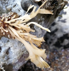 Tremellodendropsidaceae