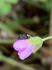 Zacladus geranii