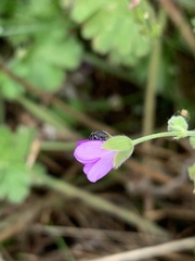 Zacladus geranii