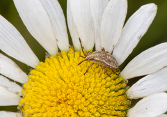 Stictopleurus punctiventris