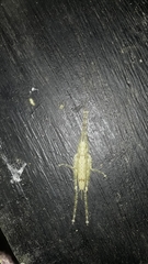 Orthoptera