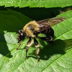 Laphria huron