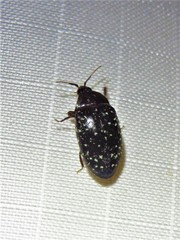 Chelonarium lecontei