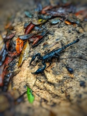 Heterometrus spinifer