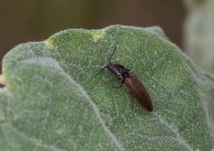 Hemicrepidius decoloratus