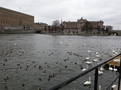 Chroicocephalus ridibundus