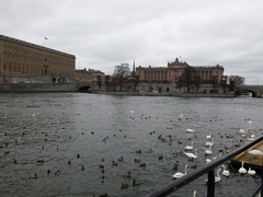 Chroicocephalus ridibundus