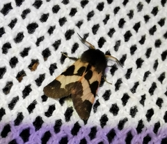 Watsonarctia deserta