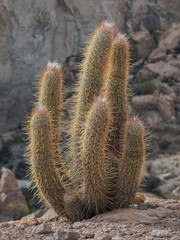Oreocereus leucotrichus